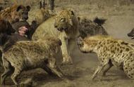 鬣狗为什么敢咬雄狮，鬣狗为什么不敢惹非洲雄狮