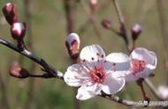 古诗《梅花》诗句（关于梅花的古诗词）