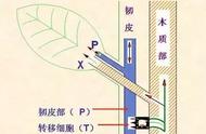 橘子树的钩法视频教程（毛线钩桔子树视频教程）