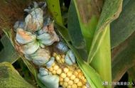 玉米秆上长的菌可以吃吗（玉米上长的黑菌老了还能吃吗）