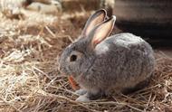 新西兰兔仔兔饲养方法（新西兰肉兔养三个月大概有几斤）