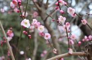 梅花是不是先开花后长叶子（梅花怎么不开花长叶子了）