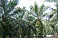 6米高的棕榈树价格（三十年的棕榈树价格）