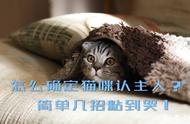 如何确认猫认主人了（猫多久才能认新主人）