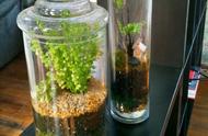 小玻璃方缸种什么绿植合适（玻璃缸适合养什么植物）