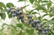 黑加仑和蓝莓有区别吗（蓝莓和黑加仑哪个抗氧化好）