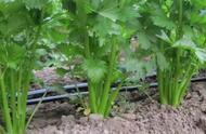 水芹菜种植技术视频（水芹菜种植方法无土栽培）