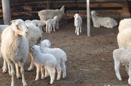 1-3个月羊羔喂养方法（三个月的羊羔一天吃多少饲料）