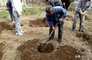 林地栽种柏树有啥讲究（农村墓地种柏树有什么讲究）