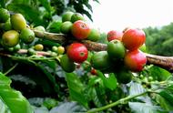 哥伦比亚精品咖啡豆图片（哥伦比亚最经典单品咖啡豆）