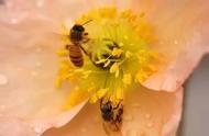 蜜蜂采的花粉干什么用（蜜蜂采花粉是干什么的）