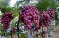 六月成熟葡萄品种（葡萄都有什么品种适合新手种植）
