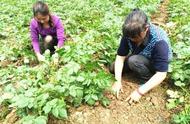 马铃薯种植技术步骤（最新地膜土豆种植技术）