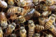 养蜂的心得和秘诀（养蜂的十大经验）