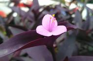 紫梅花是什么花（紫露兰是什么花）