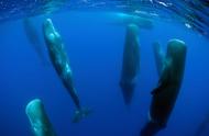 鲸会浮出水面呼吸（鲸的呼吸是排出废物吗）