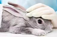 垂耳兔的寿命有多长时间（荷兰垂耳兔寿命一般多少年）