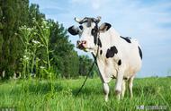 奶牛怎么产奶多少与什么有关系（奶牛的体内是怎样产奶的）