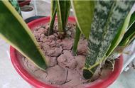 蚯蚓松土的过程（蚯蚓松土方法视频）