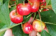 自花结果的大樱桃品种（40克以上大樱桃品种）