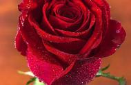 红玫瑰是怎样的一种花（最好种的红玫瑰是什么花）
