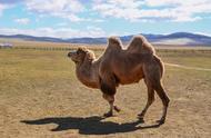 骆驼背上有两个东西是什么（骆驼的背上两个鼓包是什么来的）