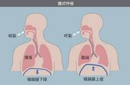 横膈膜在哪个位置（横膈膜主要在哪里）