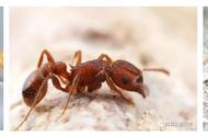 家里出现小红蚂蚁怎么办（家里有小红蚂蚁是什么原因造成的）