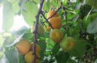最早熟的杏子品种（帝王杏和巨蜜王杏哪个品种好）