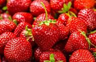 草莓亩产量一般能达多少斤（种草莓的十大坑）