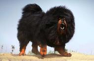 最大巨型高加索犬图片（纯黑巨型高加索犬图片）