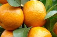 橘子籽盆栽种植方法图（橘子盆栽的种植方法和时间）