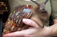 非洲大蜗牛如何吃才安全（非洲大蜗牛煮熟能吃吗）