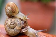 蜗牛幼年时期为什么不出壳（蜗牛小的时候没有壳吗）
