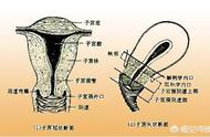 宫颈在什么位置啊（宫颈在什么位置才是正常的）