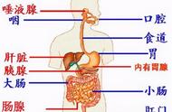 口腔胃小肠都含有哪些消化酶（怎么知道自己胃里缺少消化酶）