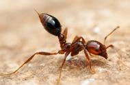 僵尸蚂蚁vs红火蚁（大头蚂蚁vs白蚁）