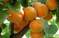 杏树几月育苗最好（杏树一般几月份移栽）
