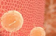 巨噬细胞来源于血液中的什么细胞（巨噬细胞可以演变成哪几种细胞）