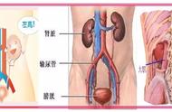 人的肾真实图片（肾的位置图片 真实照片）