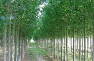 松树从种下到成材需要多少年（松树的生长期是多长）