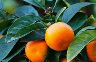 橘子洲的橘子几月份成熟（橘子洲什么时候可以摘橘子）
