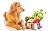 狗狗不能吃的十种蔬菜（狗狗最怕的七种食物）