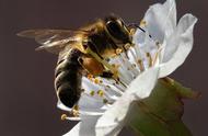 蜜蜂采蜜简短过程（蜜蜂采蜜的全过程文字）