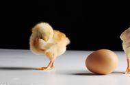 珍珠鸡蛋为什么孵化率很低（珍珠鸡蛋市场价多少一只）