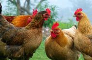 蛋氨酸在鸡饲料中添加多少（蛋氨酸在饲料添加比例）