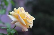 白蔷薇在日本的花语（白蔷薇花语是什么象征着什么）