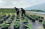 莲花盆栽适合养在什么地方（室内莲花养殖方法有哪些呢）