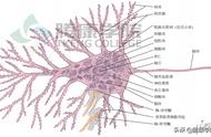 神经元周围是什么细胞（神经元细胞分支是怎么形成的）