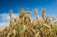 小麦抽穗周期时间表（小麦抽穗大约几月几号）